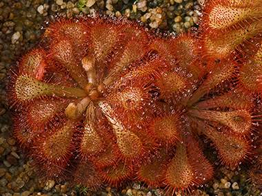 Drosera_Sundew plant_20045_380.jpg